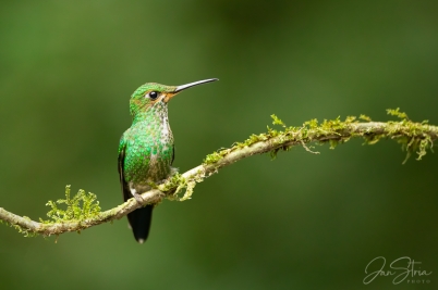 Zelený drahokam Kostariky