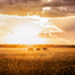 Botswana: Moje první Afrika