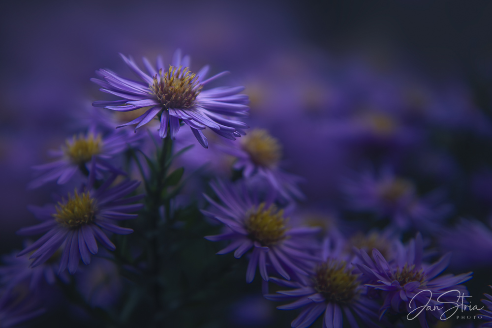 Michaelmas daisy