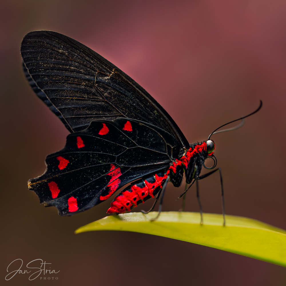 Atrophaneura semperi