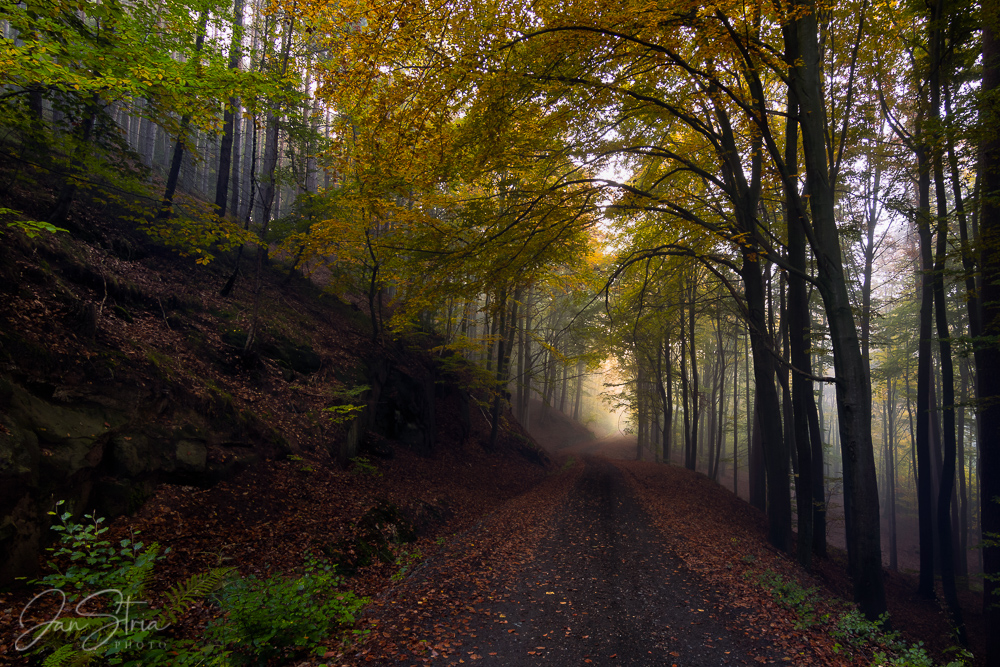 Colorful Forest