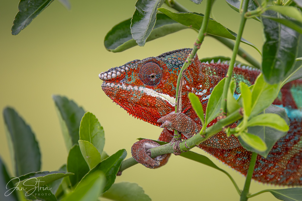 Panther Chameleon