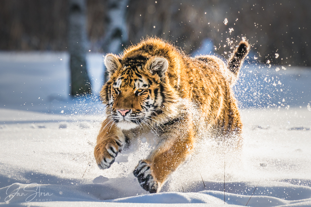 Kitty and Snow