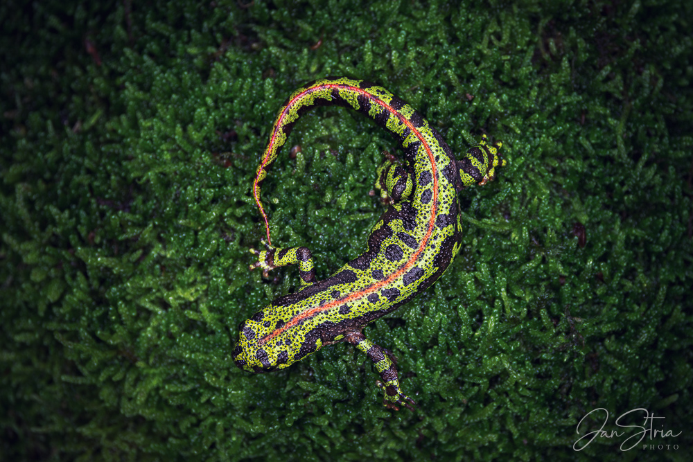 Marbled newt
