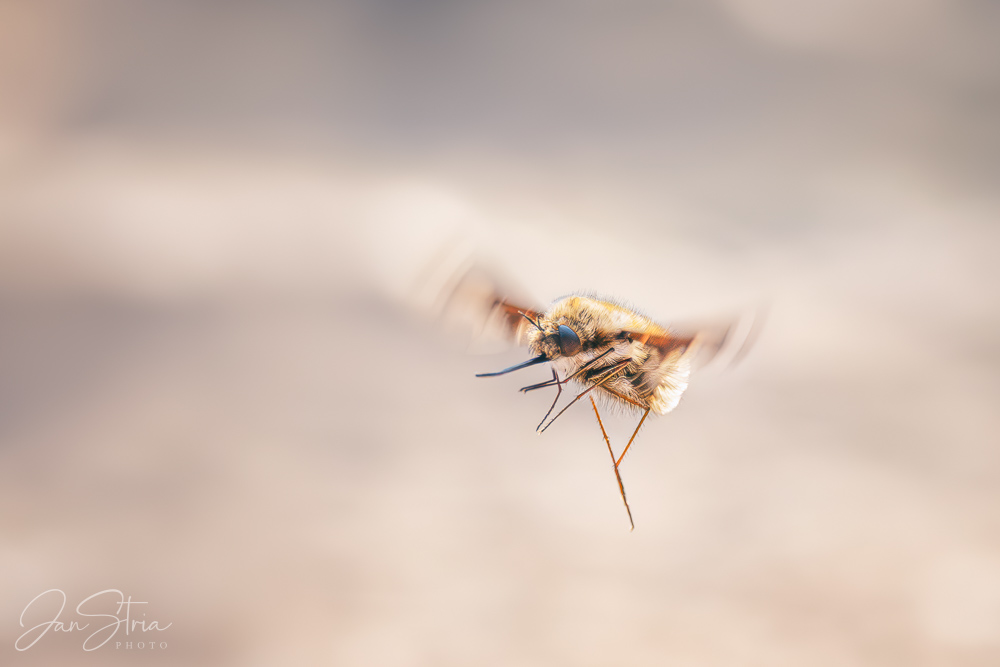 Greater bee fly