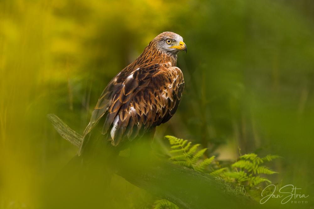 Predator in forest