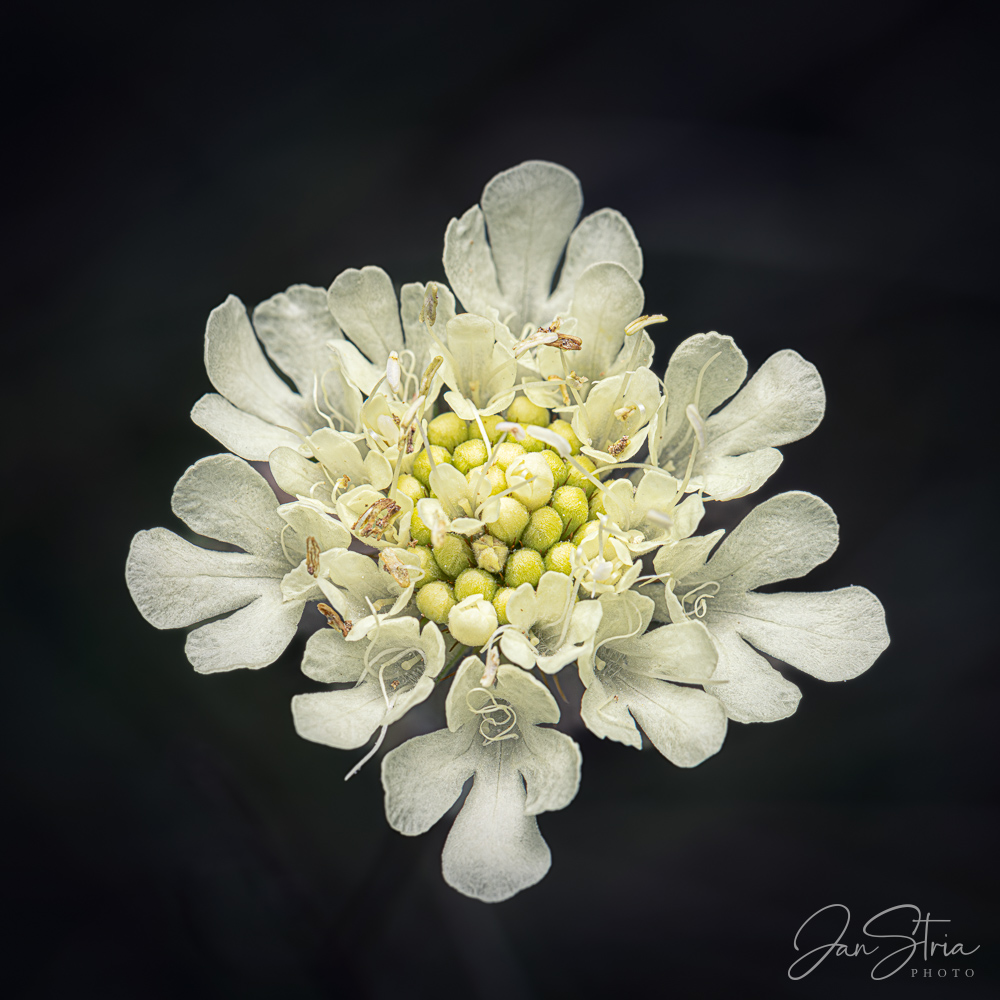 Cream Pincushions