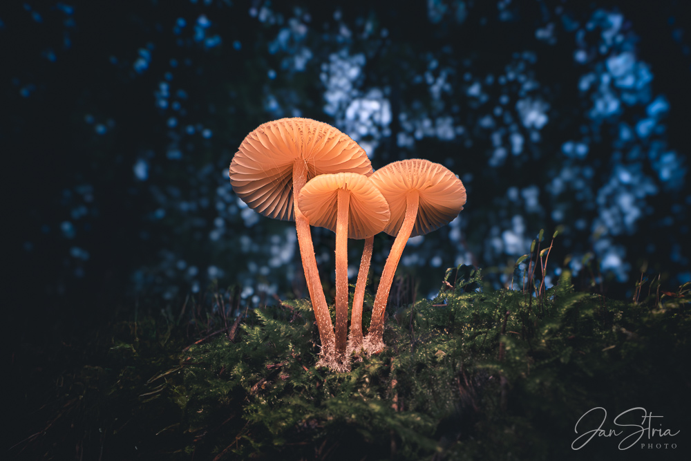 Mushroom Paradise