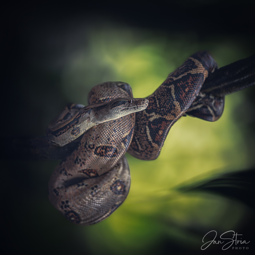 Boa constrictor