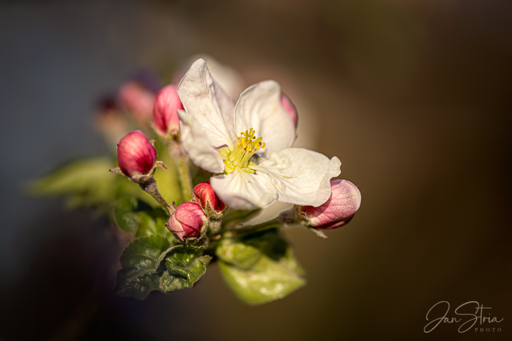 Spring Blossom