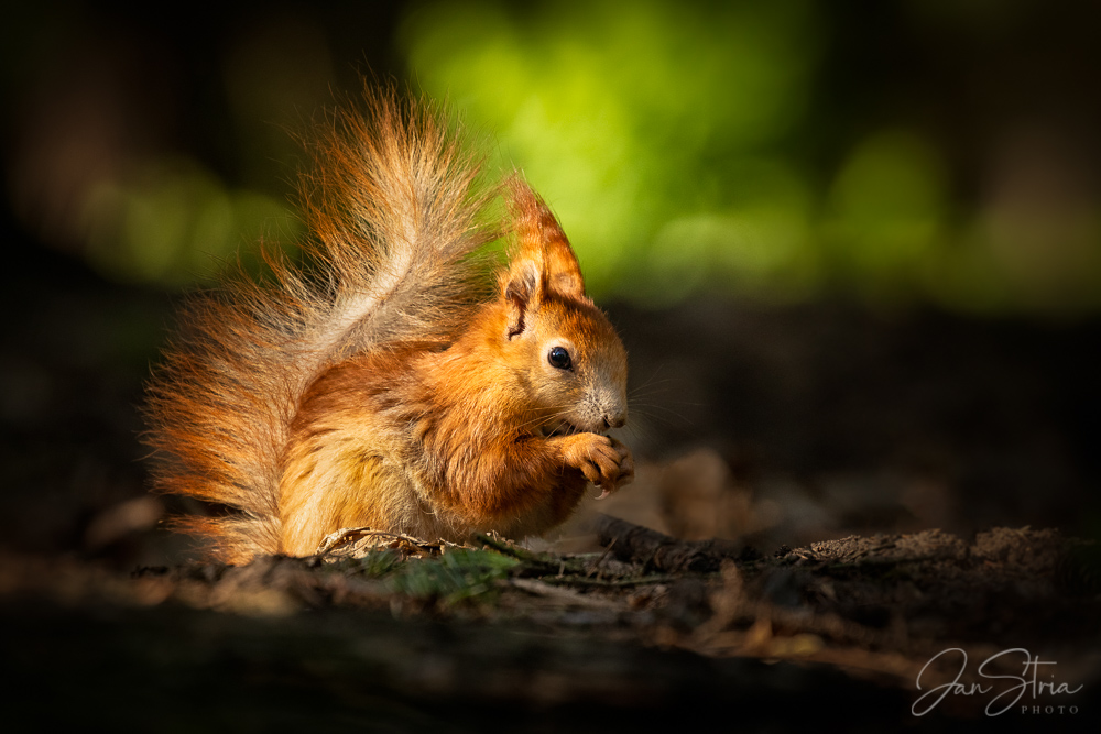 Spring Snack