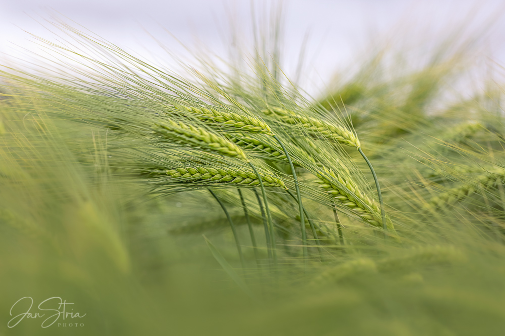 Spring Wheat