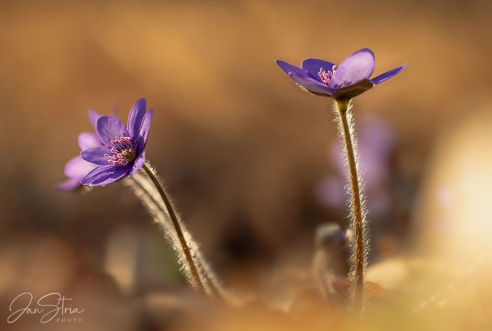 Spring Afternoon