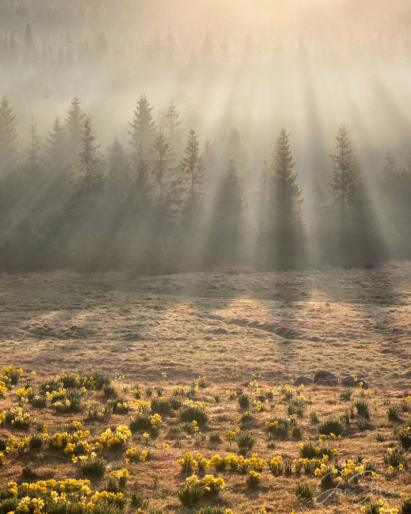 Spring Sunrise