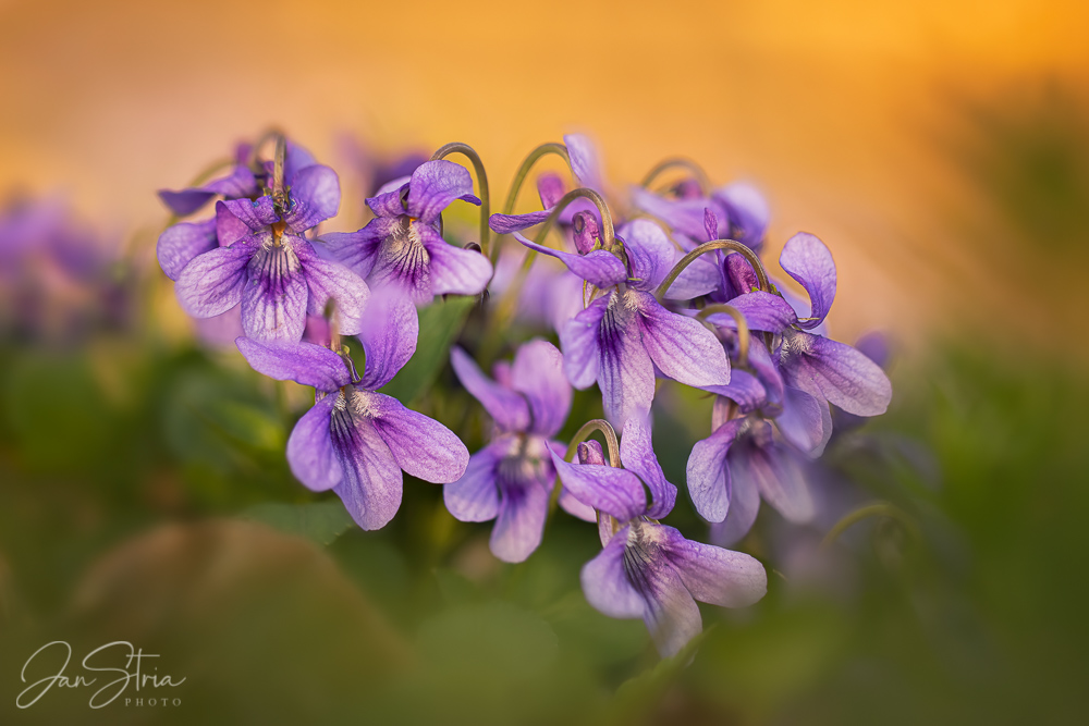 Spring in Forest