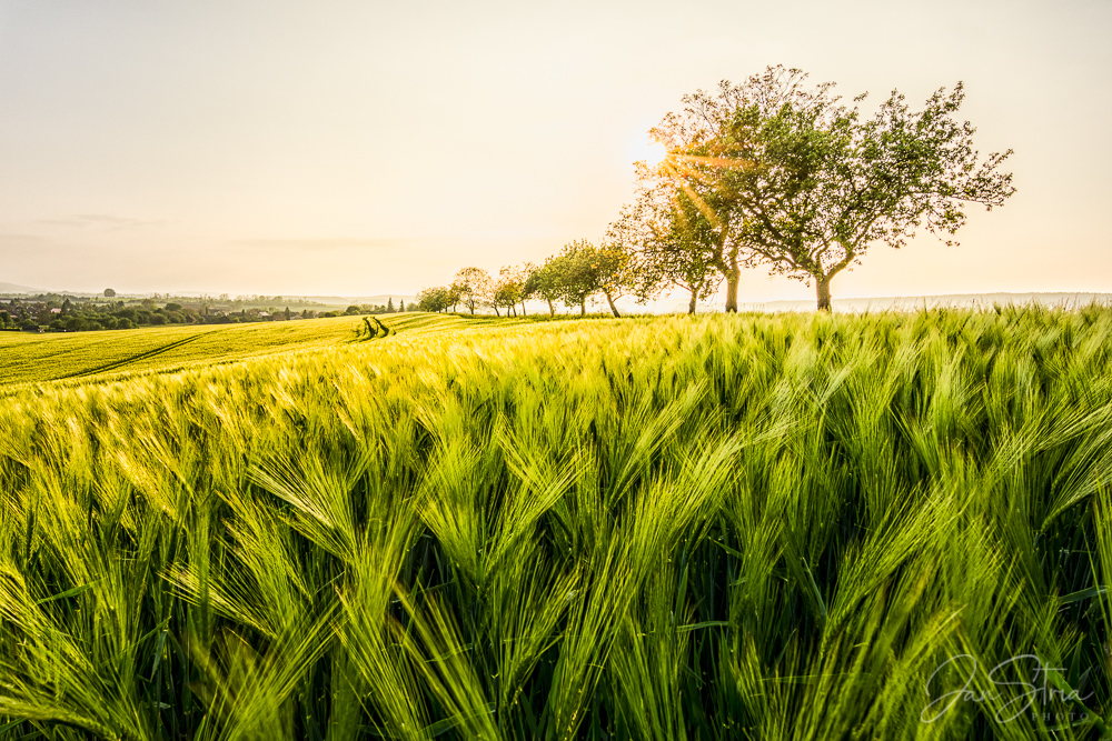 Spring in the Fields