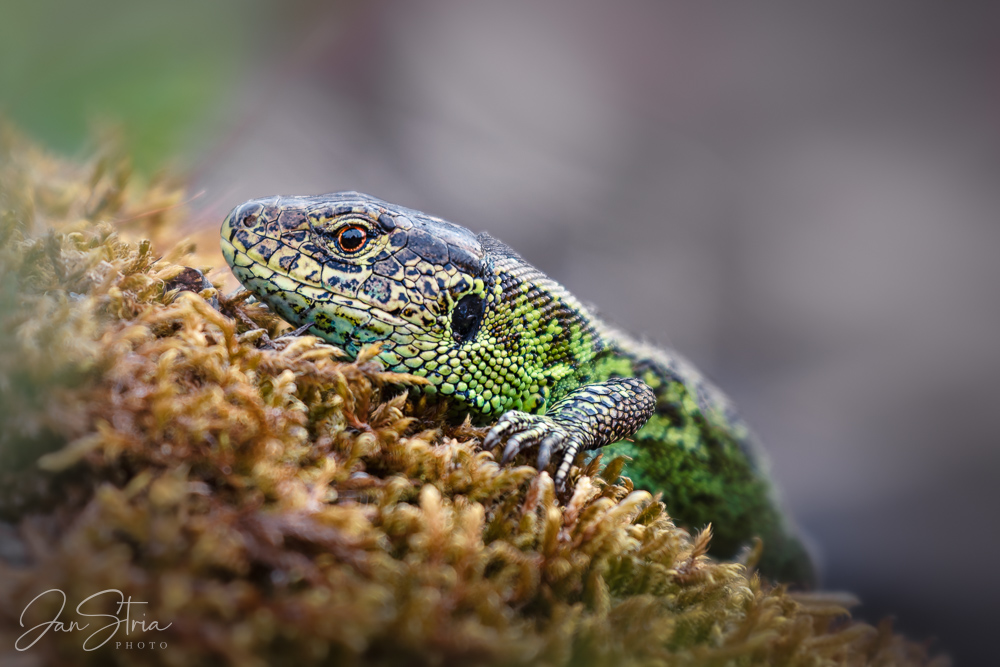 Sand lizard