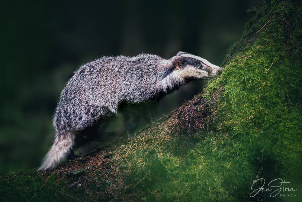 European badger