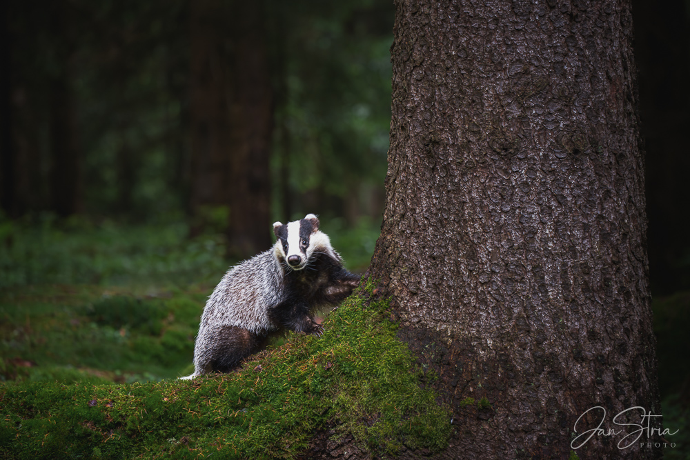 European badger