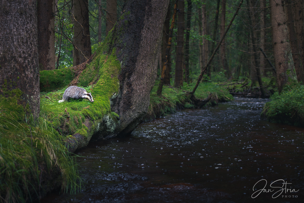 European badger