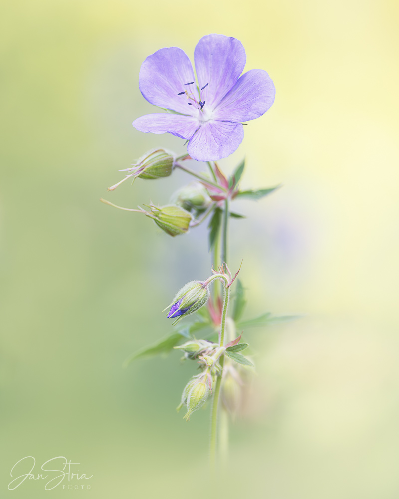 Meadow Crane´s-bill