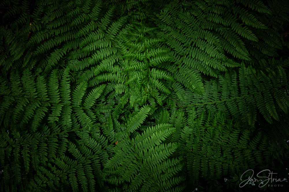 Ferns