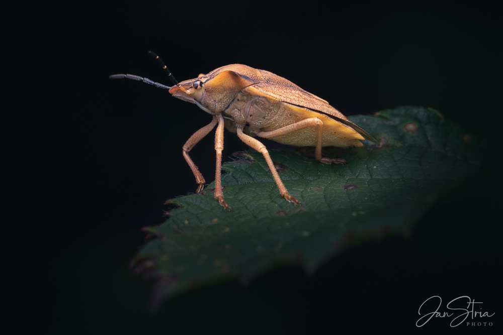 Carpocoris fuscispinus