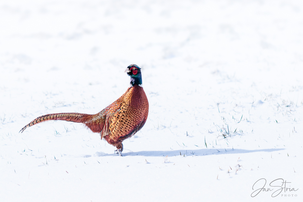 Passer-by