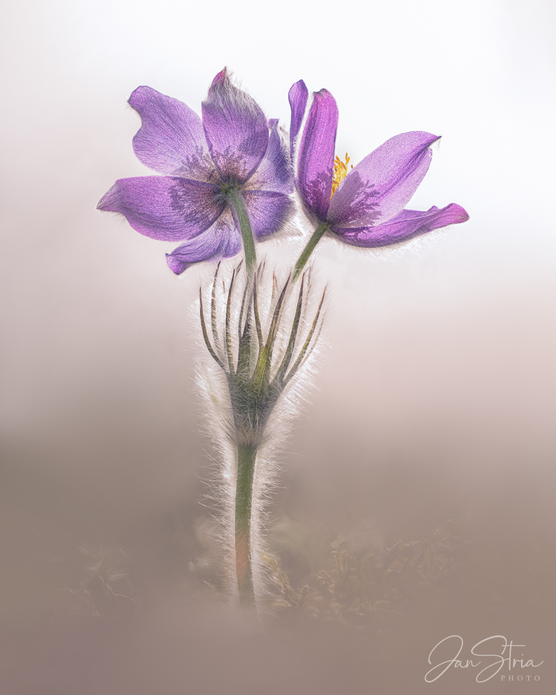 Pulsatilla patens