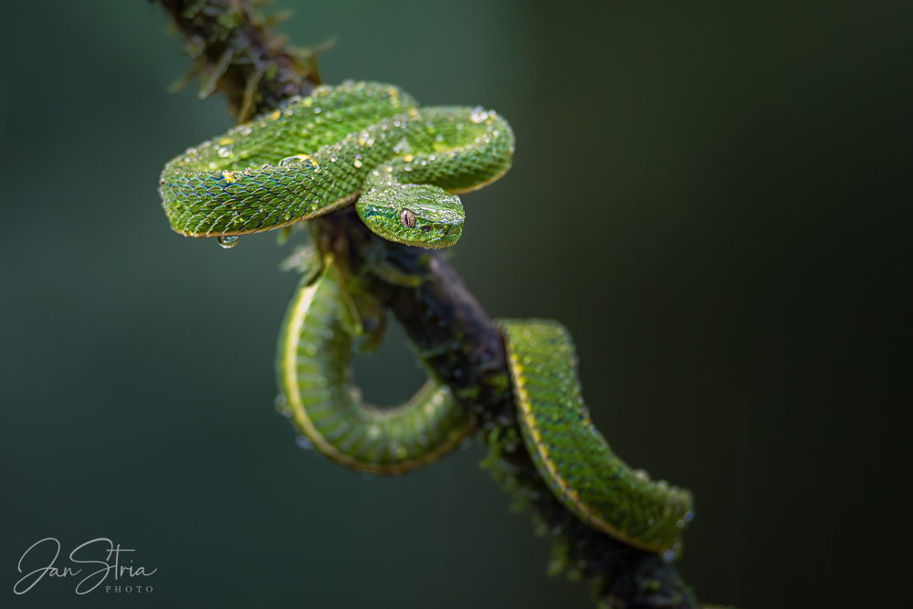 Side-stripped palm-pit viper