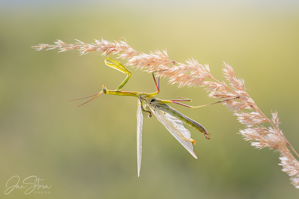 European Mantis