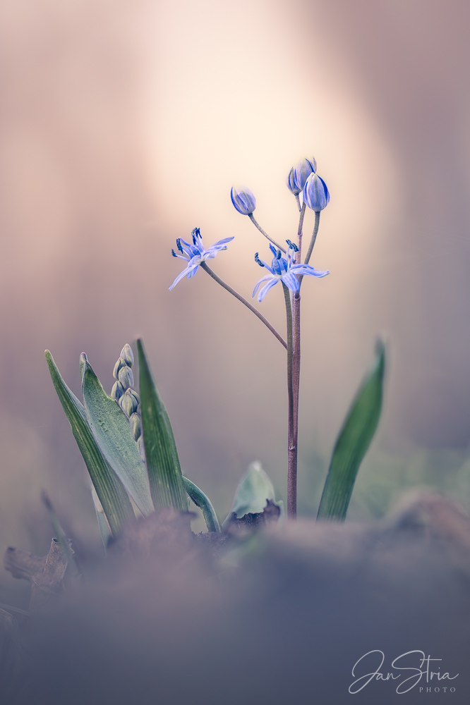 Scilla vindobonensis