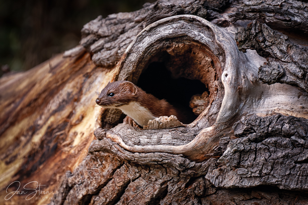 Least weasel