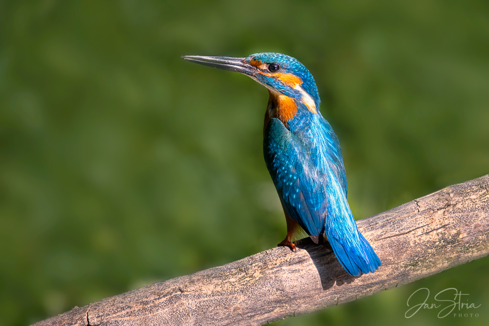 Common kingfisher