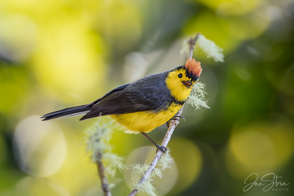 Collared whitestart