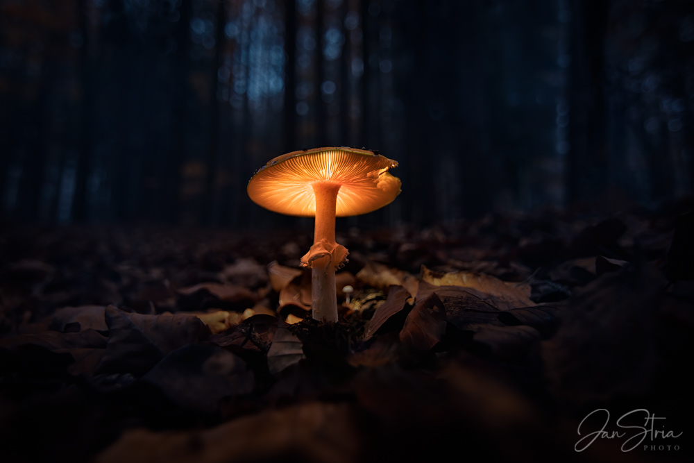 Forest Lamp