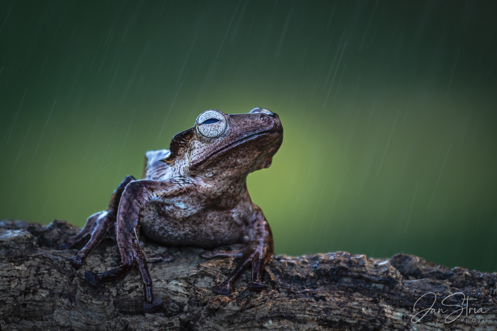 File-eared tree frog