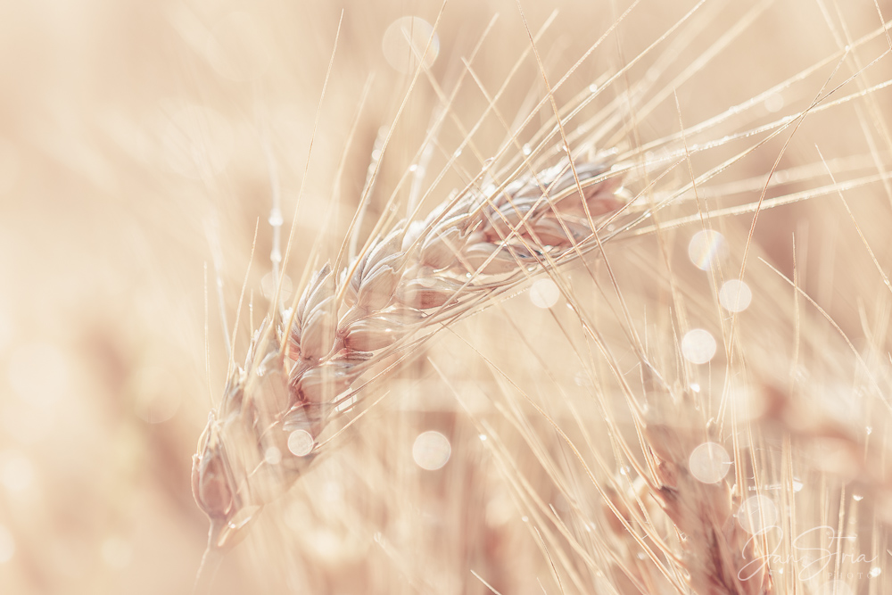 Summer morning in the fields