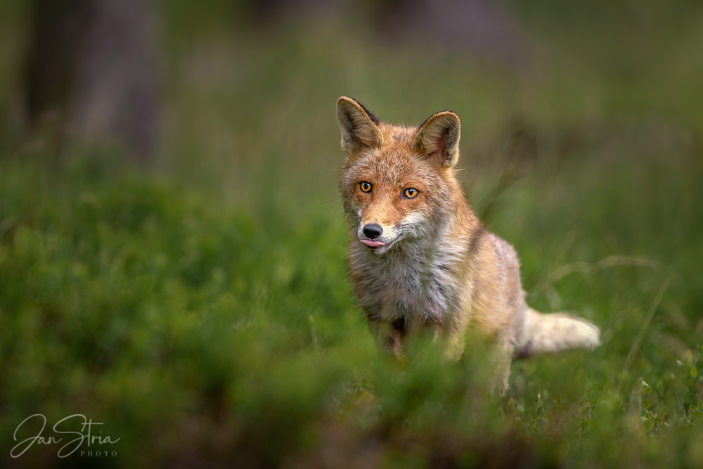 Red Fox