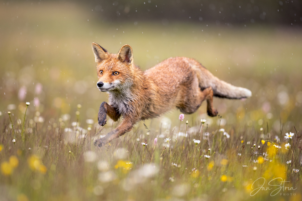 Red Fox