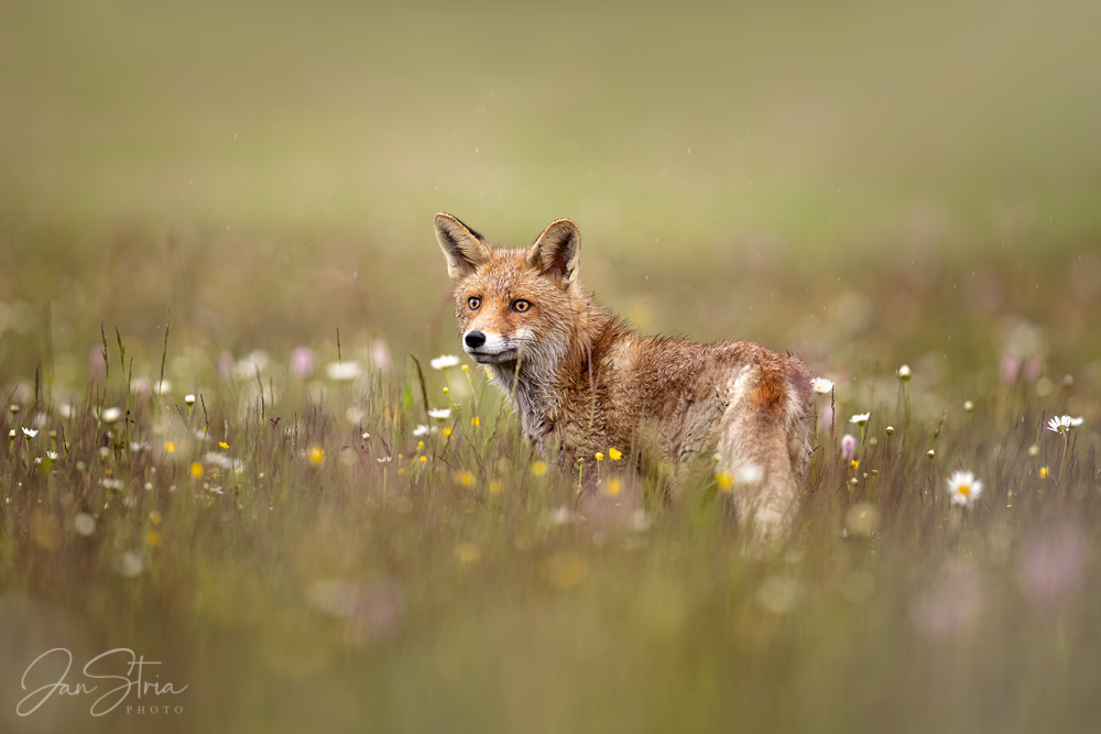 Red Fox