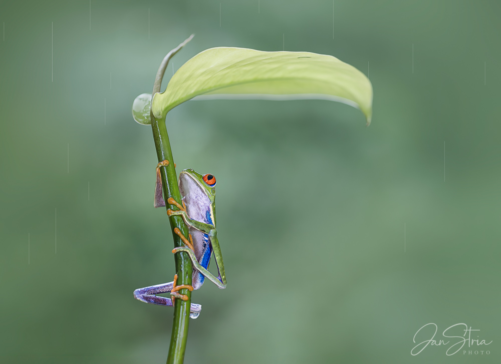 Red-eyed tree frog