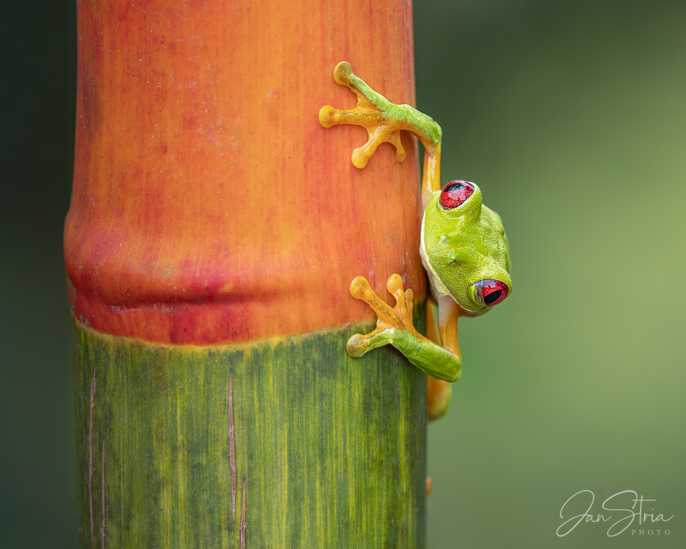 Gliding Leaf Frog