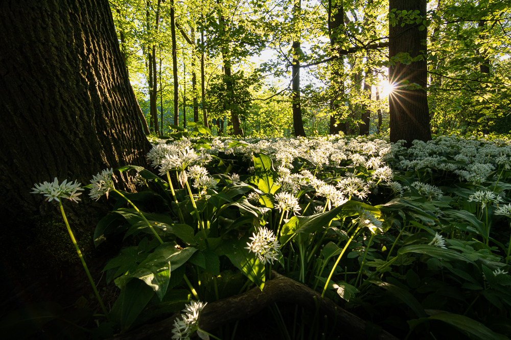 Wild Garlic