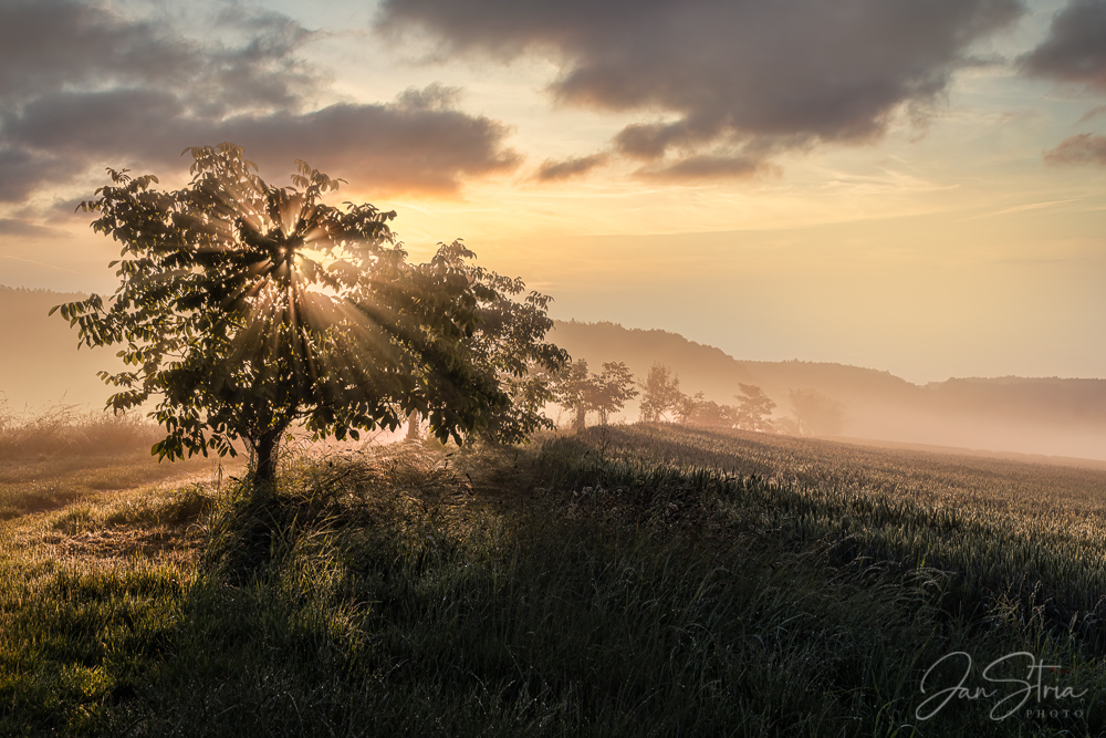 Foggy Morning