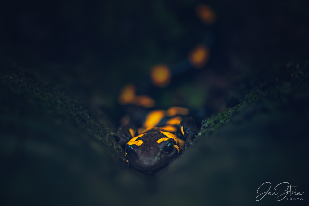 Fire salamander