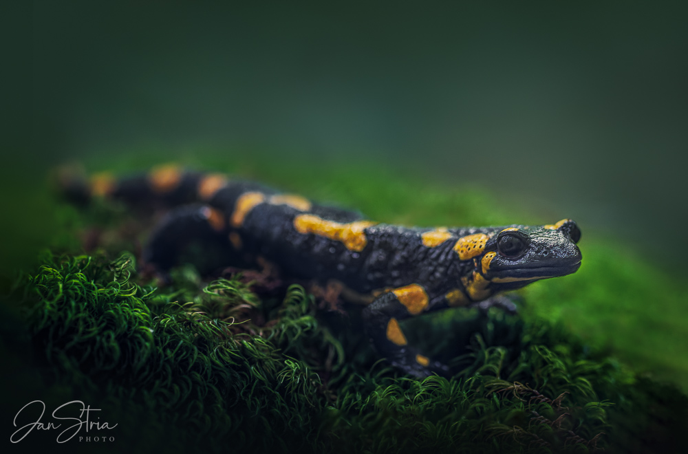 Fire salamander