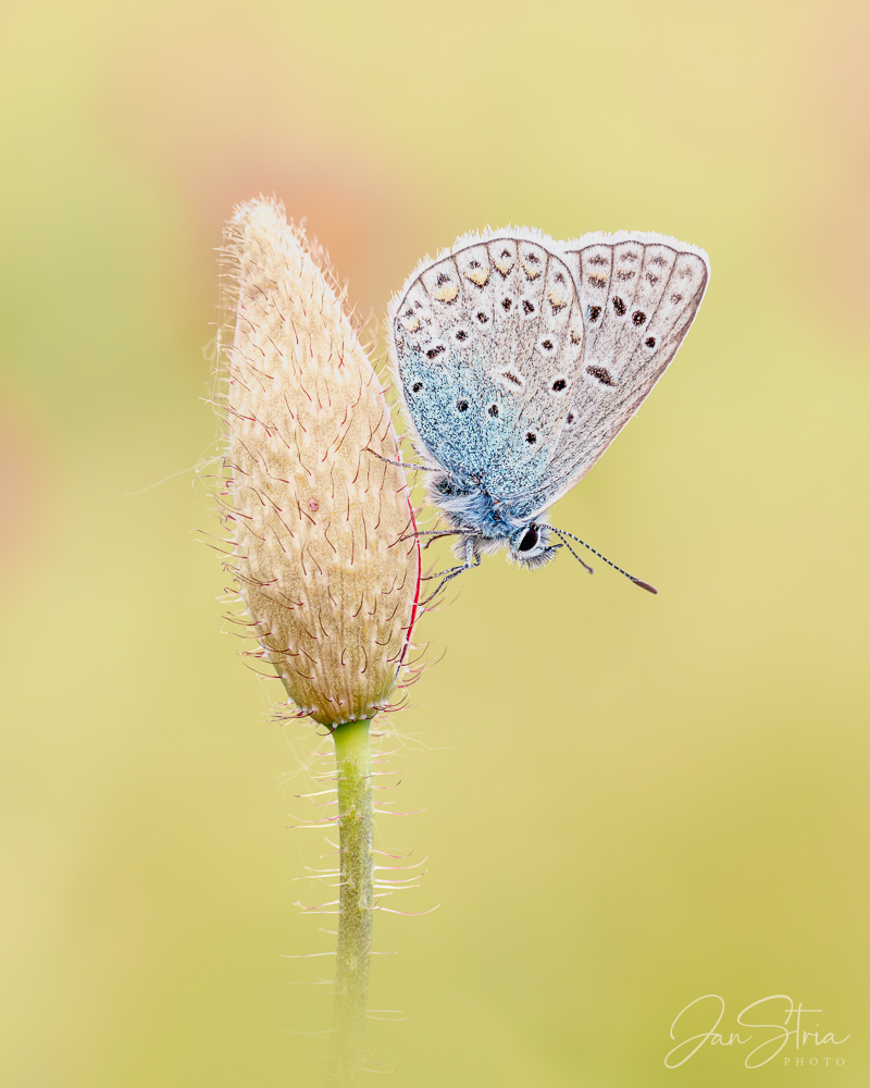 Amanda´s blue butterfly