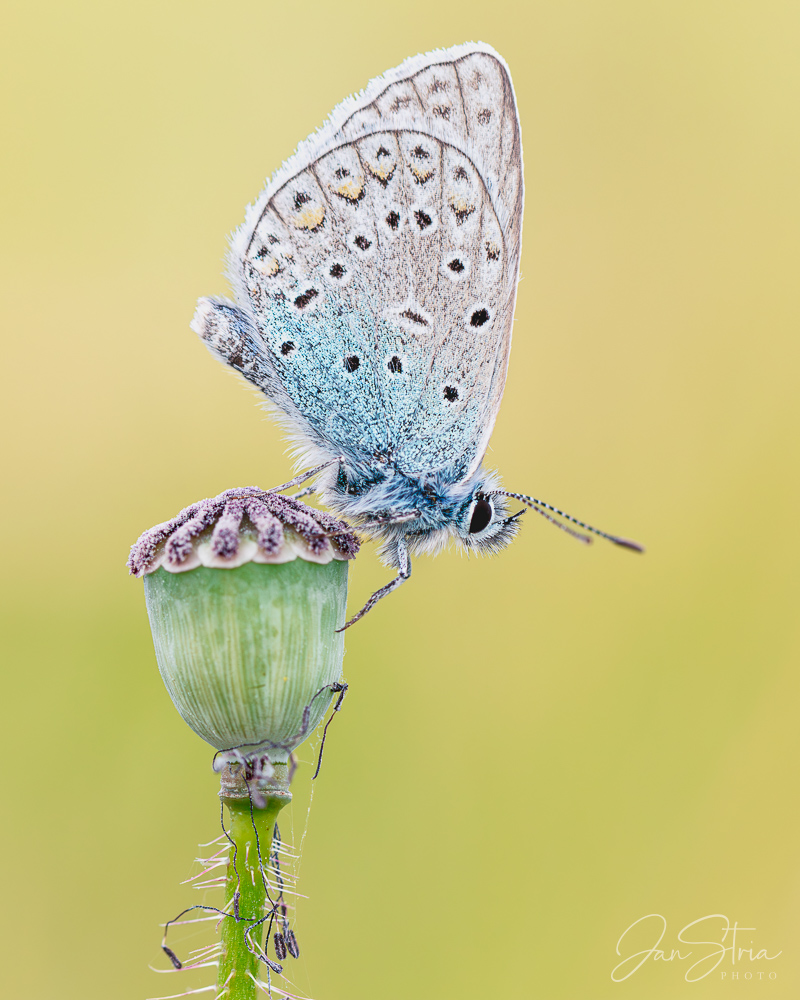 Amanda´s blue butterfly