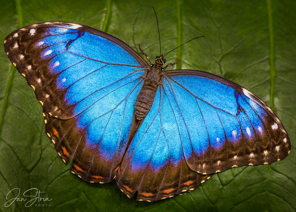 Blue butterfly